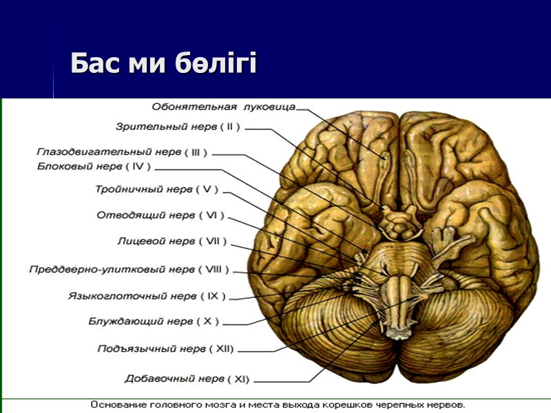 Бас ми бөлігі